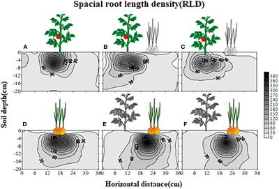 L-phenylalanine in potato onion (Allium cepa var. aggregatum G. Don) root exudates mediates neighbor detection and trigger physio-morphological root responses of tomato